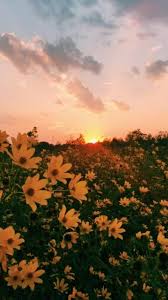 Vsco Instagram Sidneydayy Pinterest Sidneyday Sidneydayy Aesthetic Photography Nature Nature Aesthetic Aesthetic Backgrounds