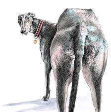 Pin On Greyhounds