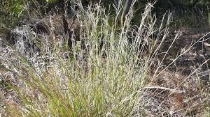 Image result for Hyparrhenia gossweileri