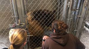 Chỉ có thể sống chung khi đã tiêm vaccine đạt 70% dân số để có miễn dịch cộng đồng. Tigers Bears And Mountain Lions Get Covid 19 Vaccine At Oakland Zoo