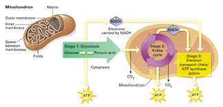 During respiration, glycolysis occurs in the cytoplasm of the cell. Chapter 7 Concept 7 5