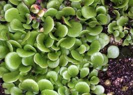 Image result for Genlisea