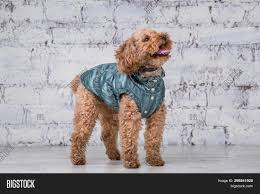 They are noted for their resemblance to another famous curly animal, the sheep. Small Funny Dog Brown Image Photo Free Trial Bigstock
