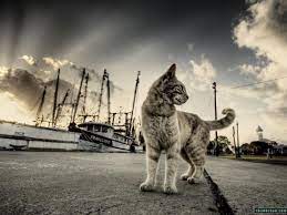 Check spelling or type a new query. Fondos De Pantalla Pc Tumblr Gatos Tapeten De Gatos 1440x1080 Wallpapertip