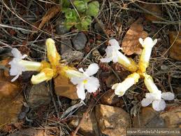 Image result for Harveya