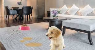 To make sure the carpet color doesn't change, first check an irresistible carpet spot with the mixture. How To Remove Dog Or Cat Urine From Carpet Trionds