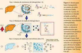 El cerebro transparente