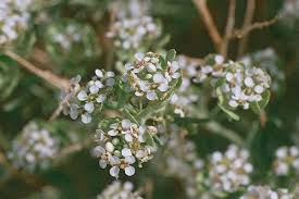 Image result for Lepidium