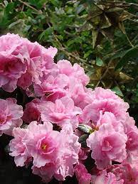Pink Azeleas Azalea Flower Pink Azaleas Beautiful Flowers