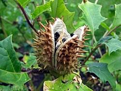 Image result for Datura stramonium