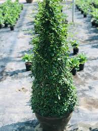 This ever green tropical plant ( botanical name: Fukien Tea Tree Cone Shape Outdoorplants Plantshop Me