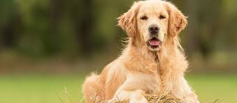 Check spelling or type a new query. The Golden Retriever A Big Pup With A Big Heart Everyone S Favourite Mondou