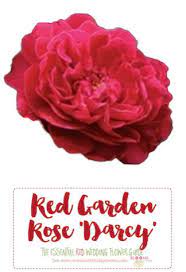 They grow on a tall green stem and come in varying hues of red and white. Names And Types Of Red Wedding Flowers With Seasons Pics