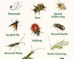 Image of Beneficial insects for pest control