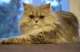 Foto Kucing Persia Medium Cat Breeds Cute Cat Breeds Persian Cat