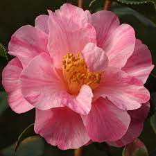 Camellia Japonica Monica Dance Plants Flowers Camellia