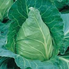 7 Legumes A Semer En Fin D Ete Au Potager Potager Jardinage Potager Jardin Potager