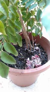 Pokok ini penting dari segi ekonomi kerana hasil seperti lateks boleh dikumpulkan dan merupakan sumber utama getah asli. Baja Perut Ikan Hasilnya Pokok Kari Merimbun Boleh Guna Pada Pokok Lain Juga Mingguan Wanita