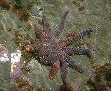 Starfish Wikipedia