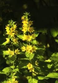 Also known as lysimachia asperulifolia, it is a rare breed of flowering plants in the primulaceae family. Yellow Loosestrife