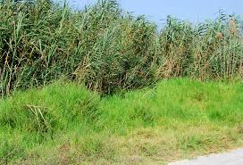 Image result for Cenchrus clandestinus