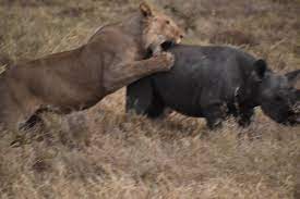Wilkinson Tours - Baby rhino is attacked by lions in... | Facebook