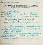 Image result for Rhinacanthus xerophilus