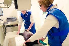 gemeinschaftspraxis fur kleintiere die tierklinik in landshut