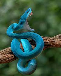 Gunarto Song Snake Photos Cute Reptiles Pretty Snakes