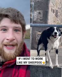 If I went to work like my sheepdog 🤣