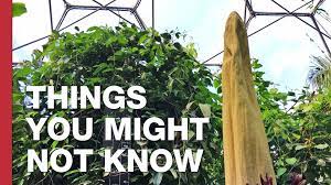 Tom Scott Visits A Blooming Corpse Flower And Explains Its Unique Smell And Reproductive Strategy Corpse Flower Corpse Flower Bloom Tom Scott