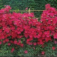 We did not find results for: Clematis Cardinal Wyszynski Clematis Plants Clematis Invasive Plants