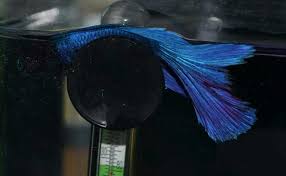 A guide to colors, patterns and tails. Does Your Betta Sleep How To Catch Your Betta Snoozing Fishlab