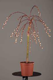 As a willow, this tree naturally lends itself to use near ponds and other water features. Salix Caprea Pendula Hangende Katzchenweide Pendula