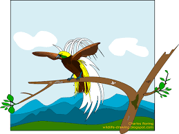 Anda bisa menggunakan gambar hewan burung hitam putih untuk background atau wallpaper desktop tablet android atau iphone dan semua jenis smartphone anda secara gratis. Flora And Fauna From Cendrawasih Land