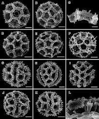 Image result for Ethulia vernonioides