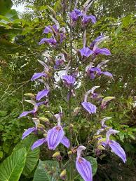 Image result for Brillantaisia oligantha