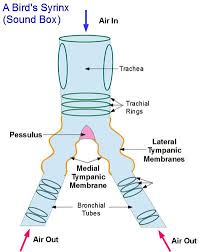 Currentsinbiology Animal Sounds Sound Human