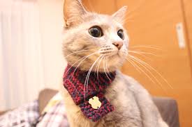 We did not find results for: Would You Knit A Scarf For A Cat Knitting