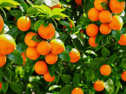Maybe you would like to learn more about one of these? Why Won T My Fruit Tree Bear Fruit