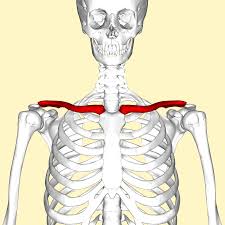 The smallest bone in the human body is called the stirrup bone, located deep inside the ear. Clavicle Wikipedia