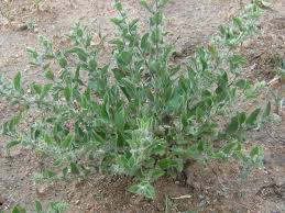 Image result for Seddera suffruticosa