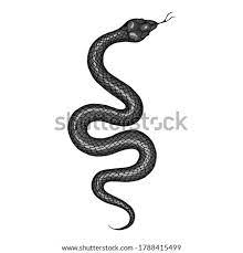 Download 6,500+ royalty free snake drawings vector images. Snake Drawing Images At Getdrawings Free Download