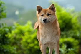 If you want one of these pups, one of your first questions may be, what is the shiba inu price? of course, you can always adopt a shiba inu for much less. Shiba Inu Price In India Appearance And Temperament