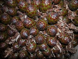 Image result for Raphia gentiliana