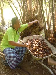 Check spelling or type a new query. Memetik Buah Salak Di Kebun Kebun Salak