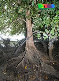 Image result for Xylocarpus