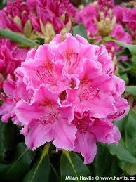 Rhododendron Claudine Havlis Cz Rhododendron Flower Drawing Tutorials Flower Drawing