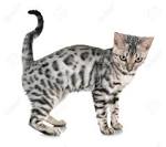 Is My Cat A Bengal? | Bengal Cats – Bengals Illustrated