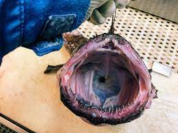 Russian Fisherman Posts Terrifying Creatures Of The Deep Sea On Twitter And People Want Him To Stop Deep Sea Creatures Sea Creatures Deep Sea